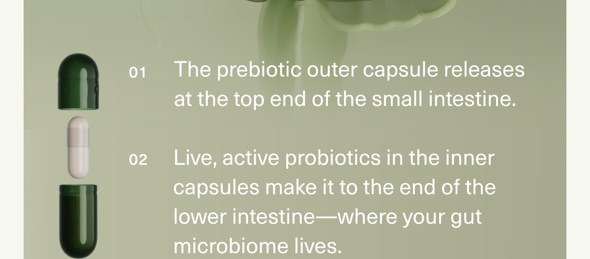 01 The prebiotic outer capsule releases at the top end of the small intestine. | 02 Live, active probiotics in the inner capsules make it to the end of the lower intestine—where your gut microbiome lives.