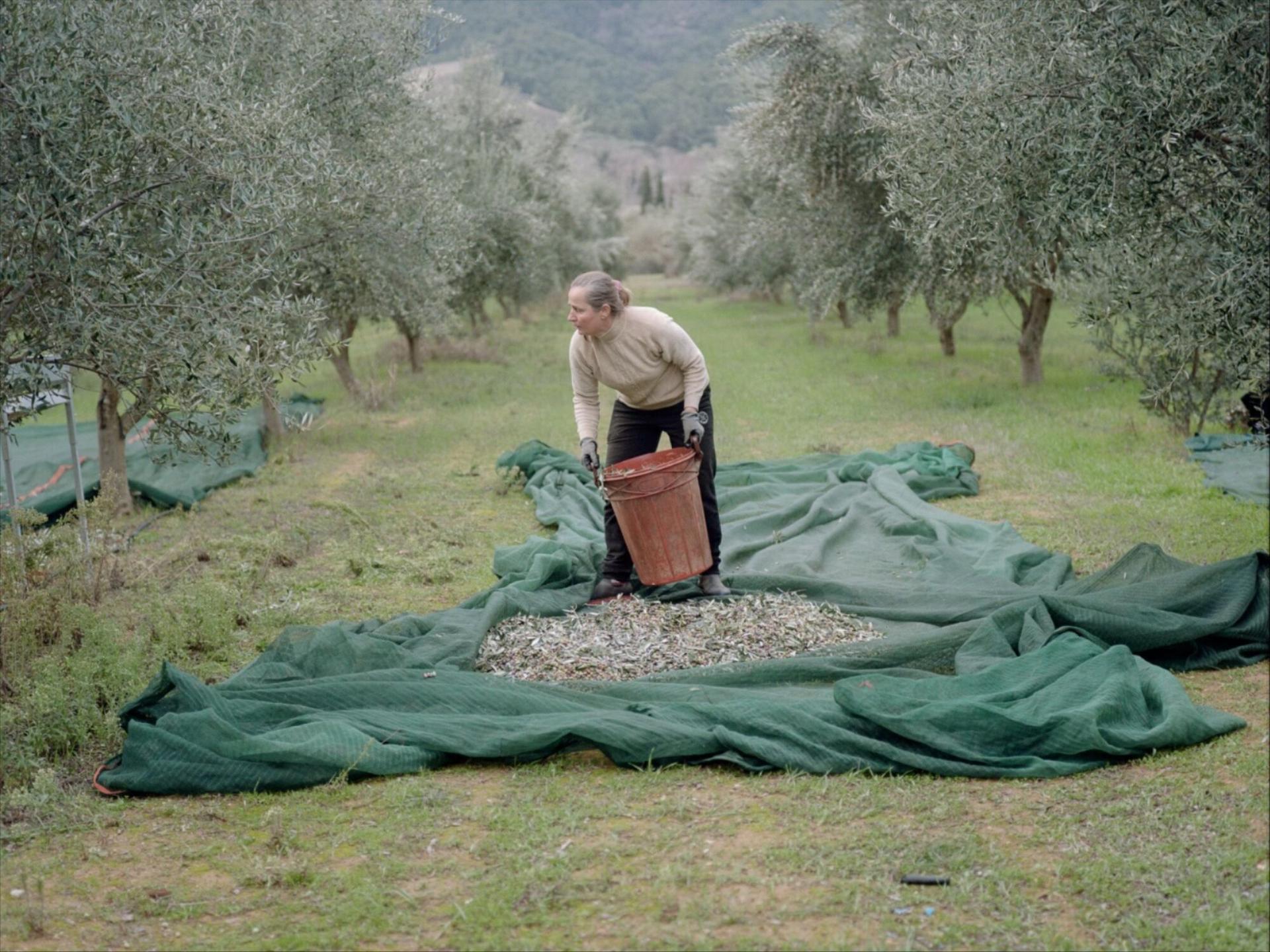 Greece’s Olive Oil Crisis Is Bad Enough to Tempt Thieves