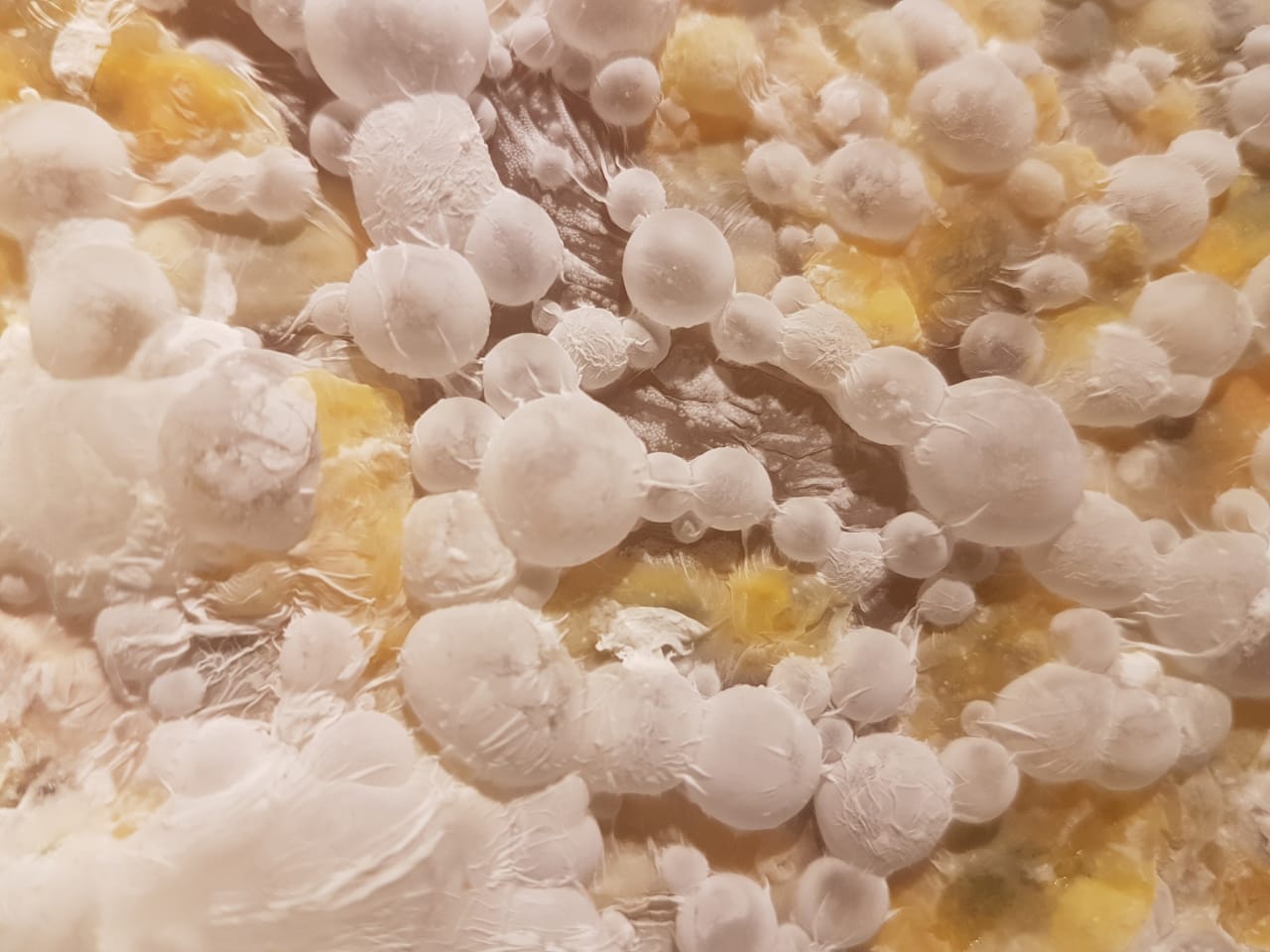 Eu sou uma imagem Eu sou uma imagem