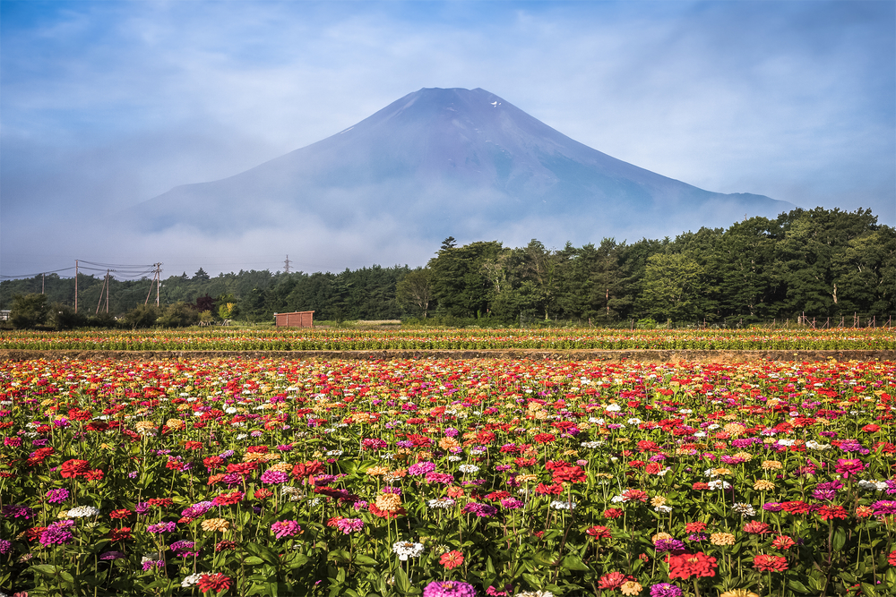 Discover Splendid Sightseeing And Fruit Picking In Yamanashi Prefecture J Passport