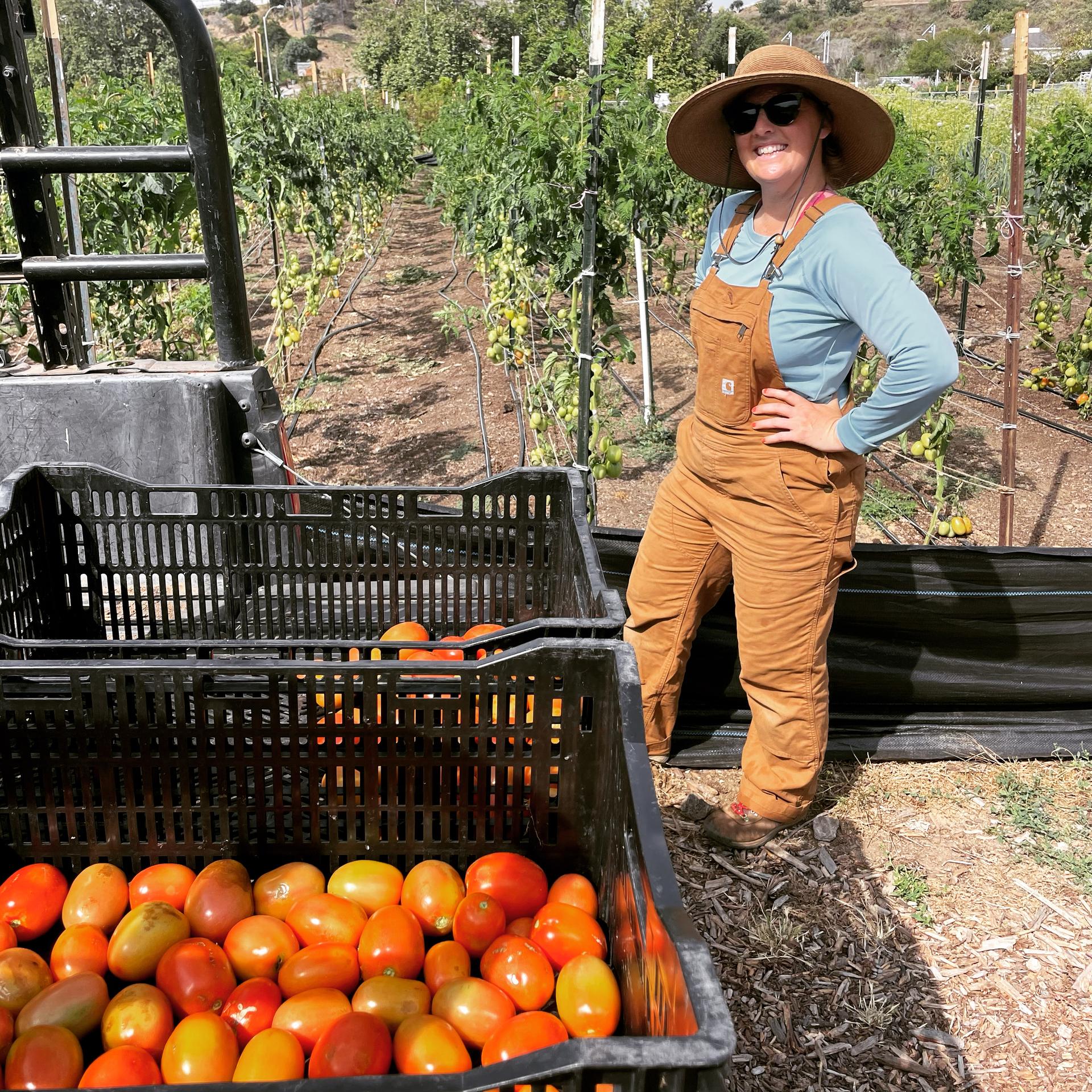 Harvesting tomatoes