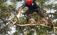 Tree Pruning