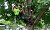 Tree Pruning