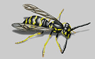 Wasp Free Backyard