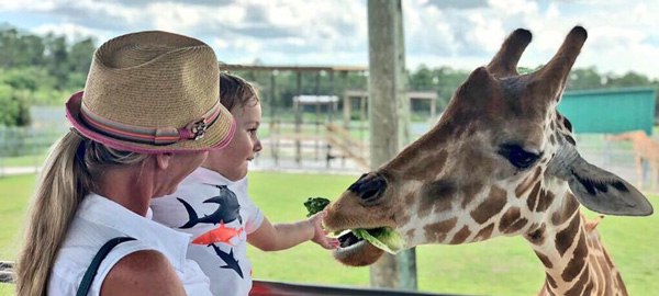 Feeding Giraffe