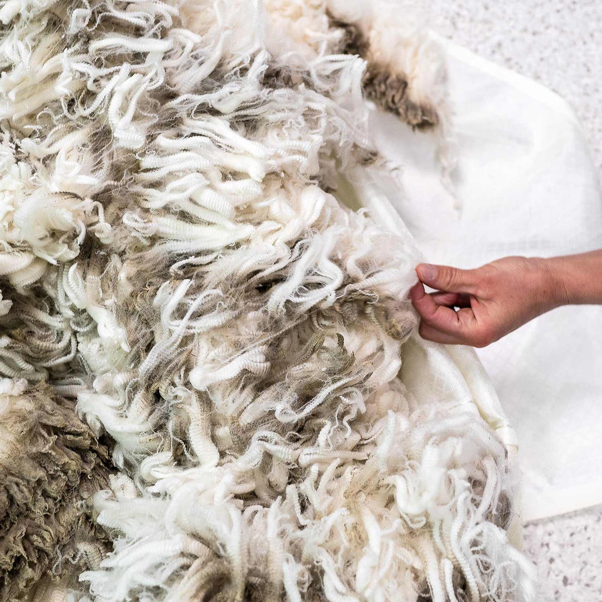 Nahaufnahme von noch unverarbeiteter Merino-Wolle