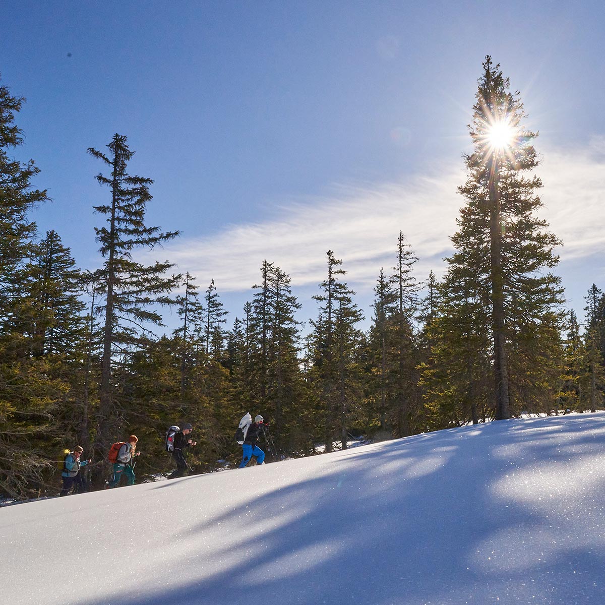 Eine Gruppe Skitourengeher:innen beim Aufstieg im Neuschnee, im Hintergrund Wald