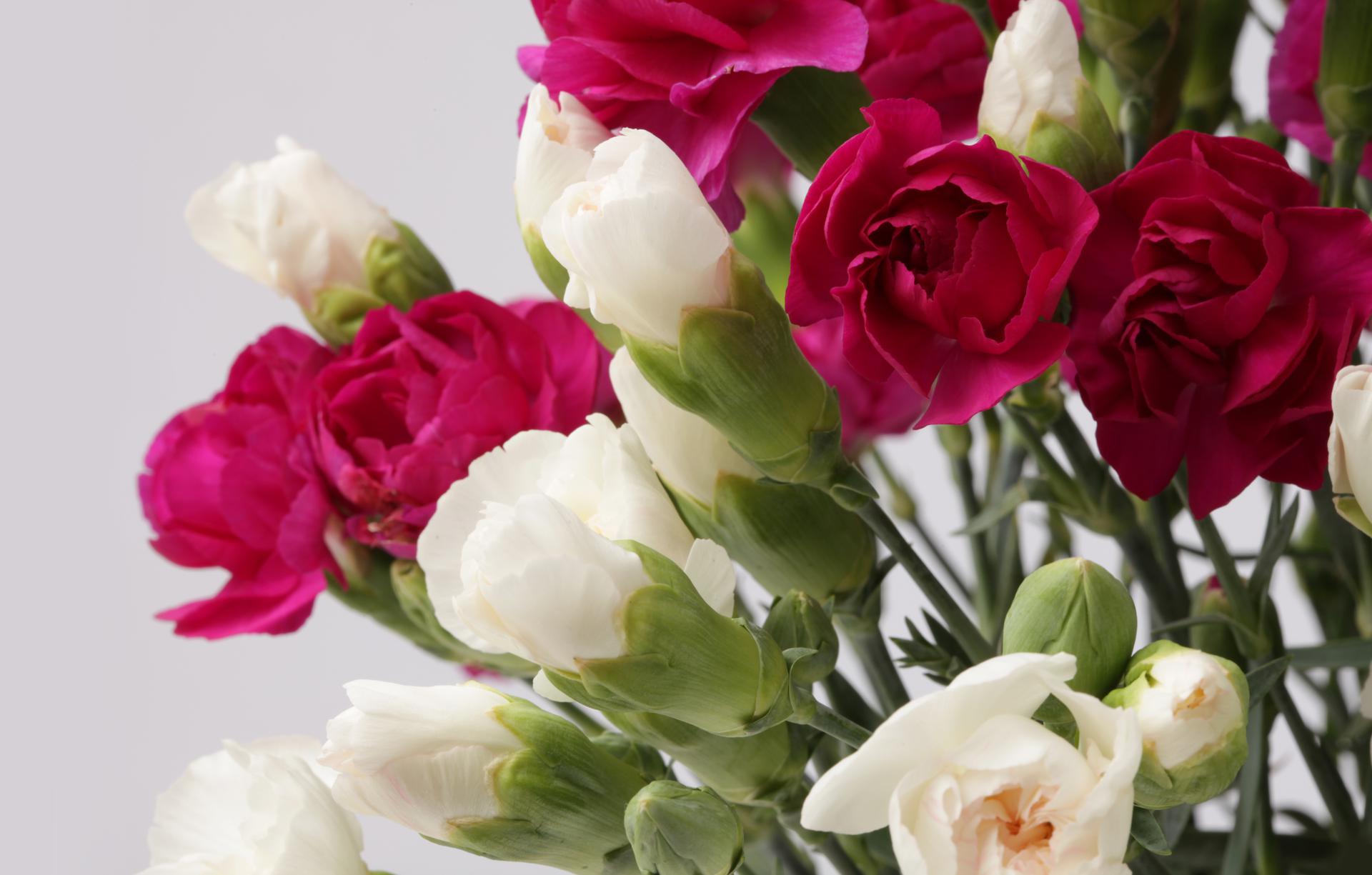 Same Day Flower Delivery with FlowersEzGo Canada & USA