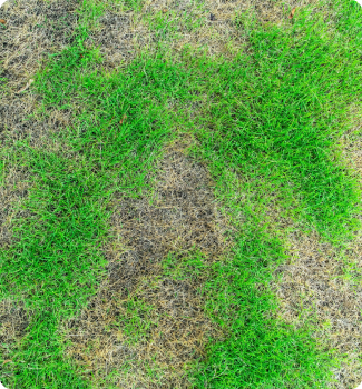 Lawn damage from root intrusion