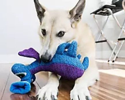 Dog - 3.2% Donation