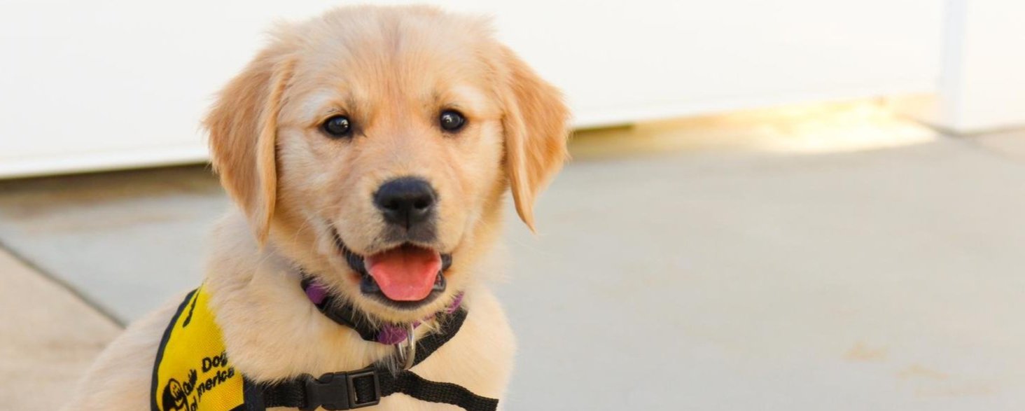 golden retriever puppy 