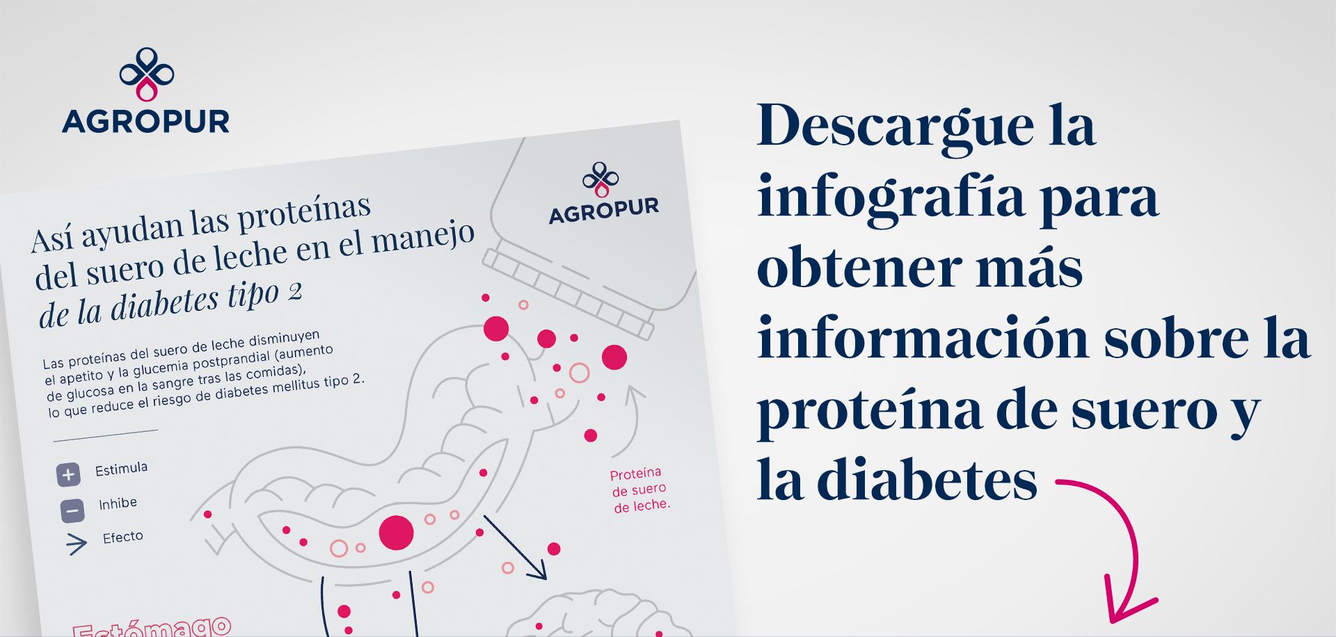 Descargue la infografía para obtener más información sobre la proteína de suero y la diabetes