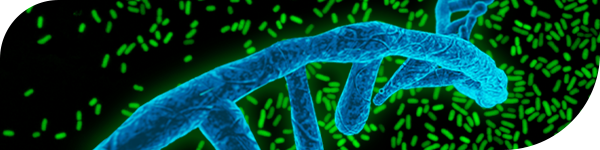 RNA Staining Reagent: T-Fluor 480