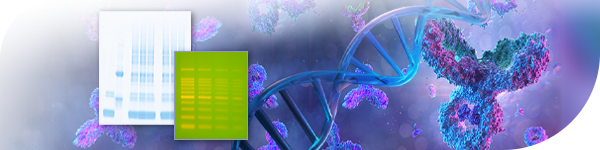 Electrophoresis Reagents