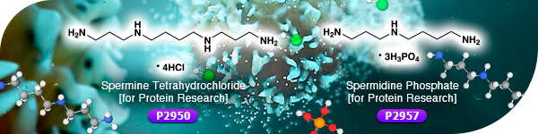 Polyamines Suitable for Protein Stabilization