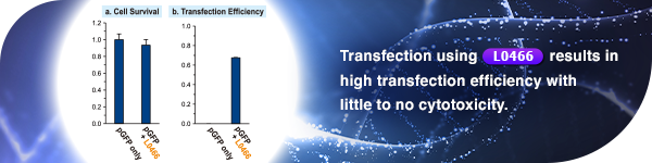 Linear PEI for Gene Transfection