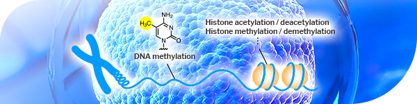 Epigenetic Research Reagents