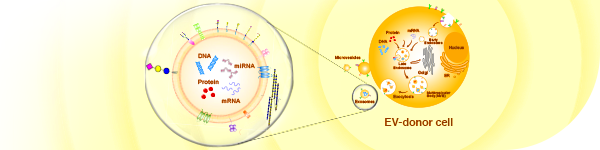 Glycan-related Reagents for Extracellular Vesicle (EV) Research