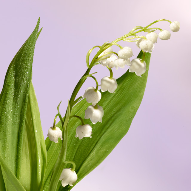 spring muguet