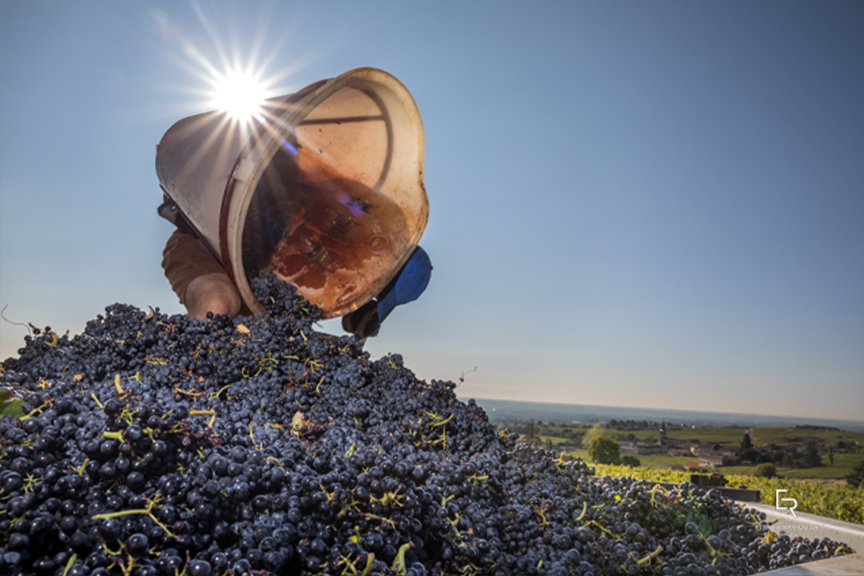 Bienvenue Beaujolais