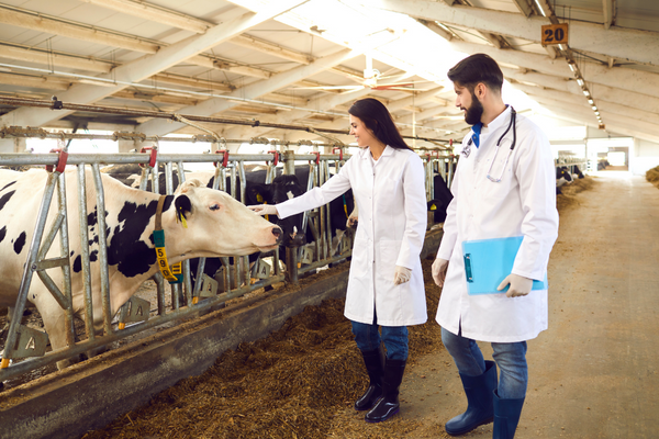 Large Animal Veterinarians