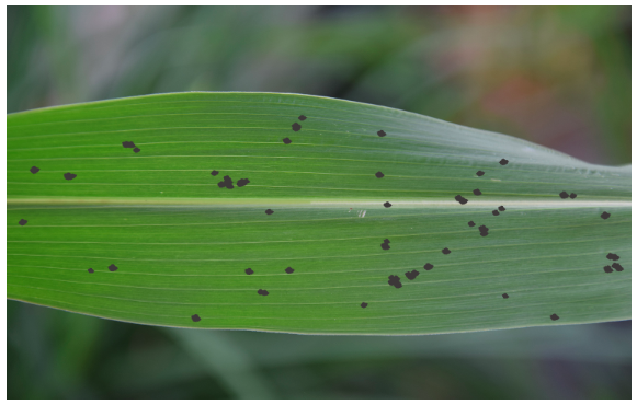 Tar Spot on Corn