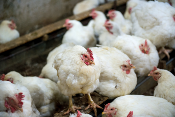 Poultry