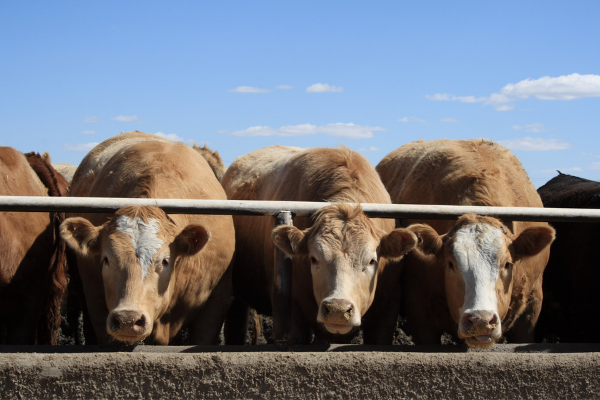 Cattle Crunch