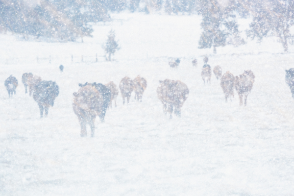 Cattle Blizzard