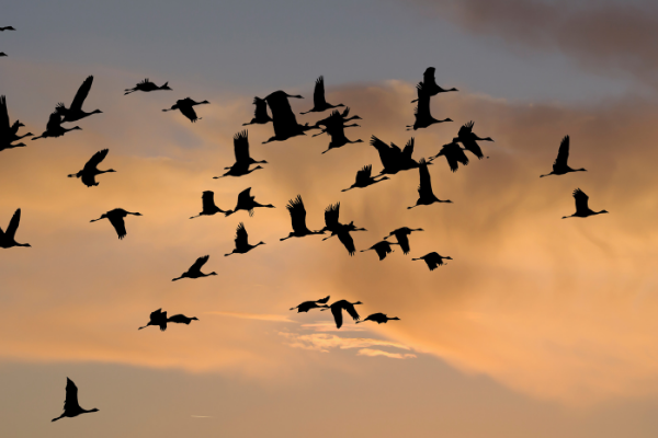 Wild Birds