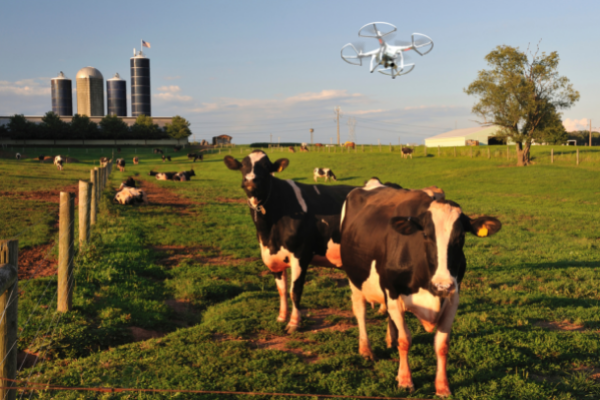 Dairy Drone