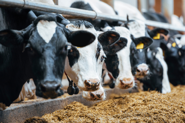 Dairy Cattle At Feed Bunk