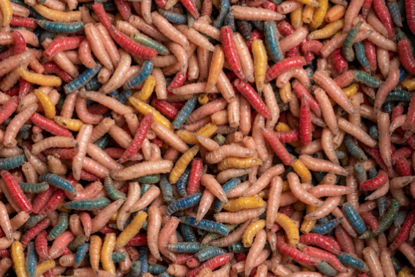 Fly Larvae