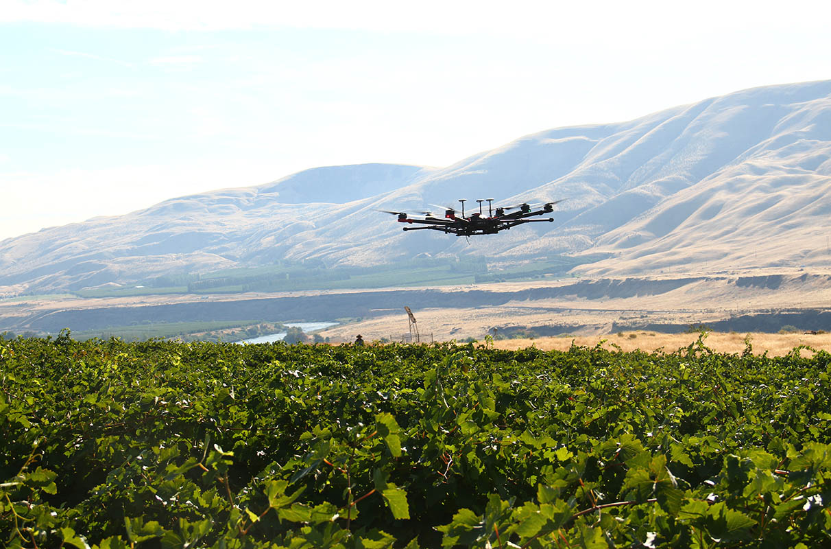 Drone Vineyard