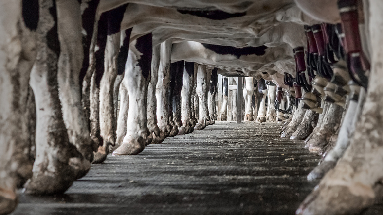 Dairy