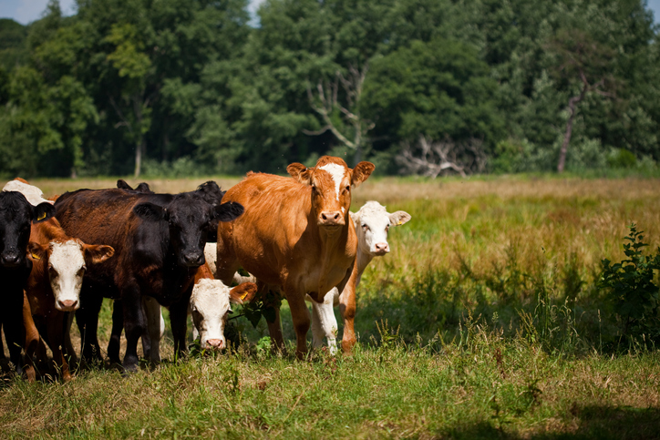 Cattle
