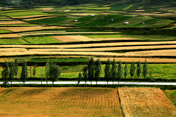 Corn in China