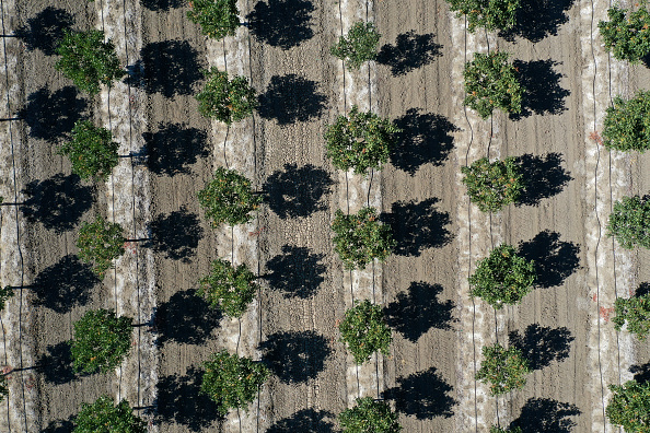 Almond Trees