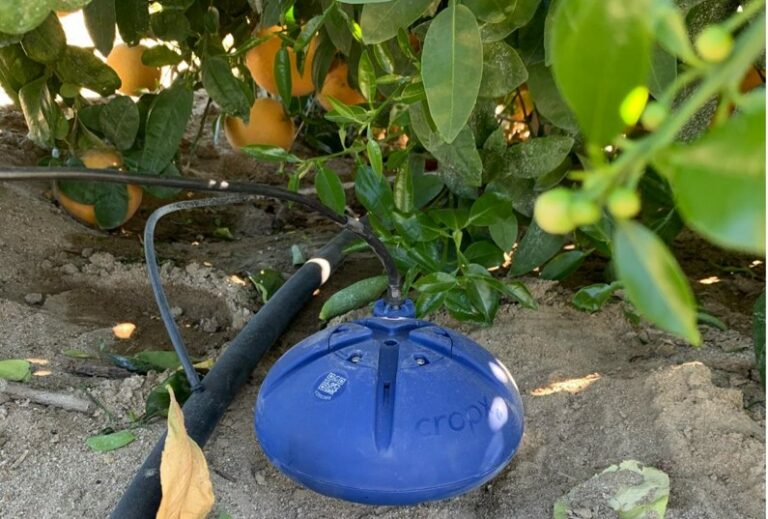 Irrigating Grapefruit