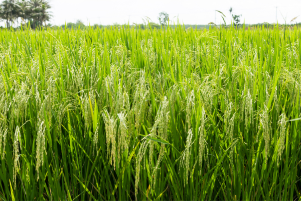 Rice