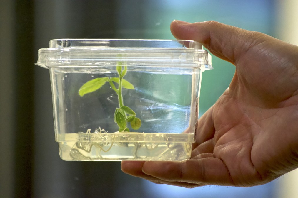 Solis Agrosciences