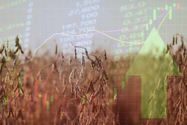 Soybeans