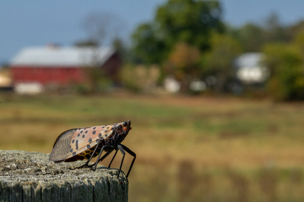 Spotted Lantern Fly