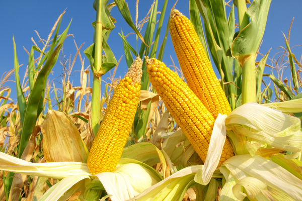 Corn in-field