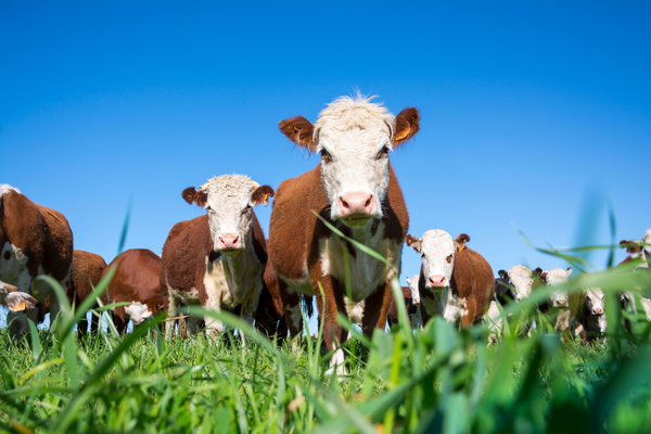 Herefords Grazing