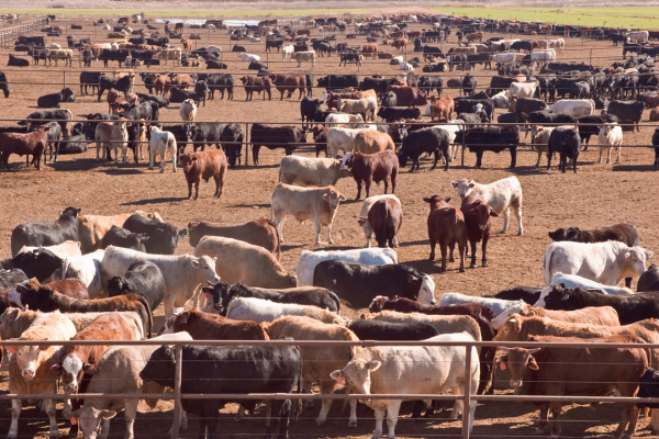 Cattle Feedlot 