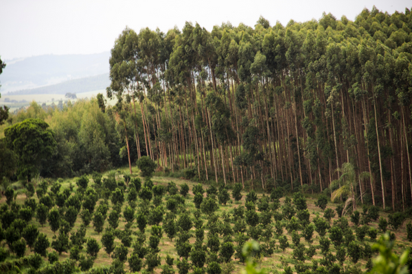 Trees
