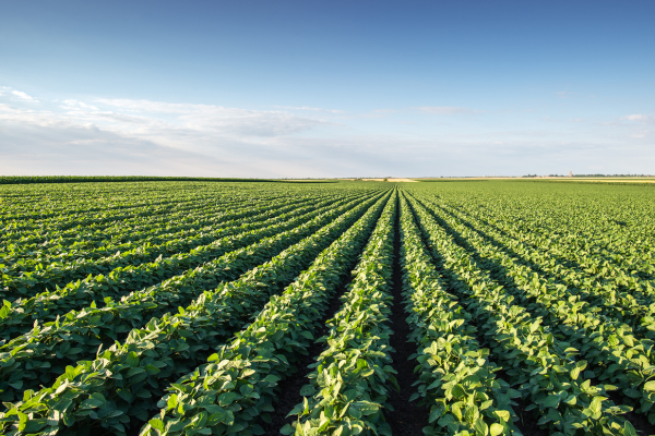 Soybean Field