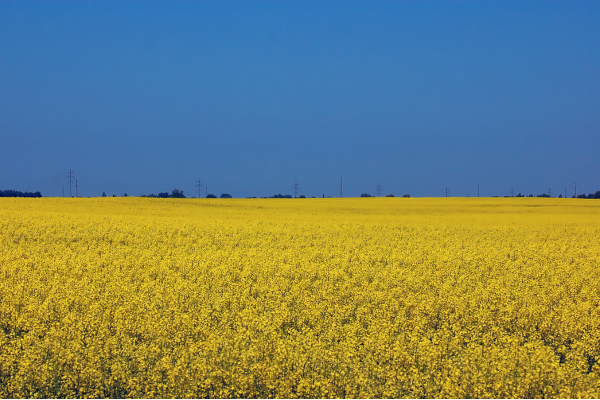 Yellow Canola Flowers | Blue Sky