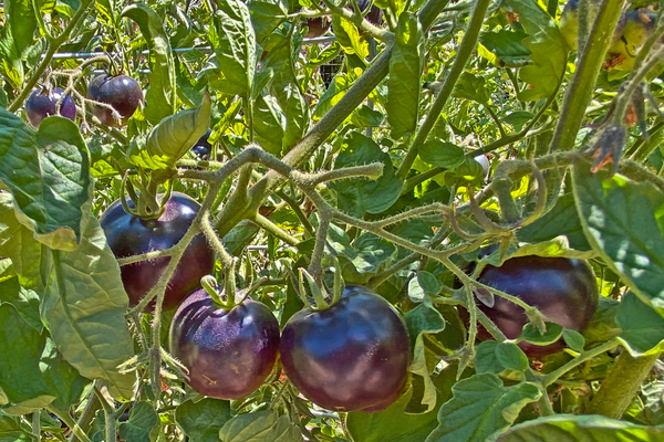 purple tomatoes